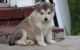Alaskan Malamute Puppies for sale in Columbus, MT 59019, USA. price: NA