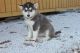 Alaskan Malamute Puppies for sale in South Bend, IN, USA. price: NA
