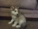 Alaskan Malamute Puppies for sale in Coral Springs, FL, USA. price: NA