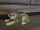 Alaskan Malamute Puppies for sale in Coral Springs, FL, USA. price: NA