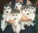 Alaskan Malamute Puppies for sale in Des Moines, IA, USA. price: NA