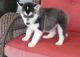 Alaskan Malamute Puppies for sale in Bakersfield, CA, USA. price: NA