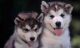 Alaskan Malamute Puppies for sale in Fort Wayne, IN, USA. price: NA