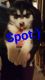 Alaskan Malamute Puppies for sale in Minneapolis, MN, USA. price: $1,200