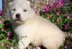 Alaskan Malamute Puppies for sale in Bellevue, KY, USA. price: NA