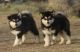 Alaskan Malamute Puppies for sale in Colorado Springs, CO, USA. price: NA