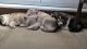 Alaskan Malamute Puppies for sale in Omaha, NE, USA. price: NA