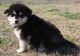Alaskan Malamute Puppies for sale in East Lansing, MI, USA. price: $500