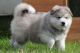 Alaskan Malamute Puppies for sale in Orange, CA, USA. price: NA