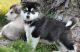 Alaskan Malamute Puppies for sale in Fresno, CA, USA. price: NA