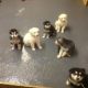 Alaskan Malamute Puppies for sale in Georgetown, GA, USA. price: NA