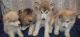 Alaskan Malamute Puppies for sale in Delvinë District, Albania. price: NA