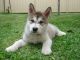 Alaskan Malamute Puppies for sale in Afton, WY 83110, USA. price: NA