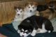 Alaskan Malamute Puppies for sale in Dennysville, ME, USA. price: NA