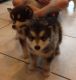 Alaskan Malamute Puppies for sale in East Los Angeles, CA, USA. price: NA