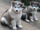 Alaskan Malamute Puppies for sale in Cherry Valley, AR 72324, USA. price: NA