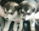 Alaskan Malamute Puppies for sale in Erie, PA, USA. price: NA