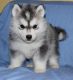 Alaskan Malamute Puppies for sale in St. Louis, MO, USA. price: NA
