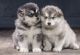 Alaskan Malamute Puppies for sale in La Barge, WY 83123, USA. price: NA