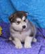 Alaskan Malamute Puppies for sale in Stevinson, CA 95374, USA. price: NA