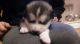 Alaskan Malamute Puppies for sale in Maryland City, MD, USA. price: NA