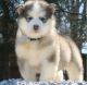 Alaskan Malamute Puppies for sale in Philadelphia, PA, USA. price: NA