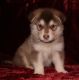 Alaskan Malamute Puppies for sale in Florida Ave, Miami, FL 33133, USA. price: NA