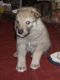 Alaskan Malamute Puppies for sale in California Ave, South Gate, CA 90280, USA. price: NA