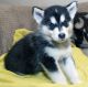 Alaskan Malamute Puppies for sale in Boston, MA, USA. price: NA