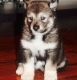 Alaskan Malamute Puppies for sale in New Haven, MI 48050, USA. price: NA