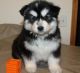 Alaskan Malamute Puppies for sale in New Haven, MI 48050, USA. price: NA