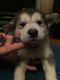Alaskan Malamute Puppies for sale in Putnam Valley, NY 10579, USA. price: NA