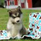 Alaskan Malamute Puppies for sale in Campus Drive, Stanford, CA 94305, USA. price: NA