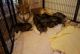 Alaskan Malamute Puppies for sale in Escondido, CA, USA. price: NA