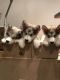 Alaskan Malamute Puppies for sale in Dallas, TX, USA. price: NA