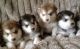 Alaskan Malamute Puppies for sale in California St, San Francisco, CA, USA. price: NA