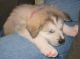 Alaskan Malamute Puppies for sale in MD-355, Bethesda, MD, USA. price: NA
