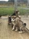 Alaskan Malamute Puppies for sale in MD-355, Bethesda, MD, USA. price: NA