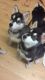 Alaskan Malamute Puppies for sale in Waco, TX, USA. price: NA