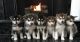 Alaskan Malamute Puppies for sale in Chesterfield Township, MI, USA. price: NA