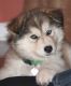 Alaskan Malamute Puppies for sale in Lowell, MI 49331, USA. price: NA