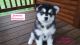 Alaskan Malamute Puppies for sale in Bangs, TX 76823, USA. price: NA