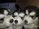 Alaskan Malamute Puppies for sale in SC-14, Fountain Inn, SC 29644, USA. price: NA