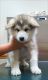 Alaskan Malamute Puppies for sale in Lehigh Acres, FL, USA. price: NA