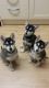 Alaskan Malamute Puppies for sale in San Francisco, CA 94124, USA. price: NA