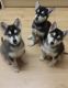 Alaskan Malamute Puppies for sale in Oklahoma City, OK, USA. price: $600