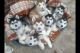 Alaskan Malamute Puppies for sale in Boston, MA 02114, USA. price: NA