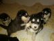Alaskan Malamute Puppies for sale in Grangeville, ID 83530, USA. price: NA