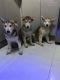 Alaskan Malamute Puppies for sale in Jersey City, NJ, USA. price: NA
