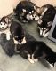 Alaskan Malamute Puppies for sale in Seattle, WA, USA. price: $650